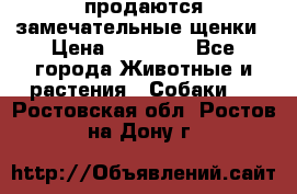 продаются замечательные щенки › Цена ­ 10 000 - Все города Животные и растения » Собаки   . Ростовская обл.,Ростов-на-Дону г.